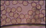 Pluteus romellii image