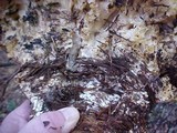 Sparassis crispa image