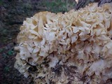 Sparassis crispa image