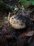Gomphidius oregonensis image