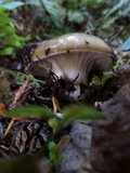 Gomphidius oregonensis image