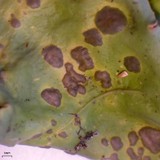 Nephroma arcticum image