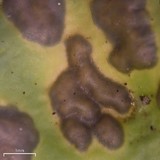 Nephroma arcticum image