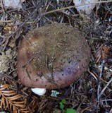 Russula puellaris image