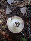 Russula puellaris image