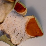 Nephroma arcticum image
