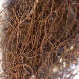 Nodobryoria oregana image