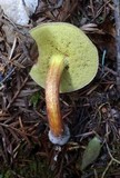 Boletus chrysenteron image
