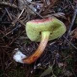 Boletus chrysenteron image