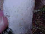 Lactarius resimus image