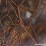 Nodobryoria oregana image