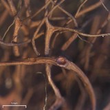 Nodobryoria oregana image