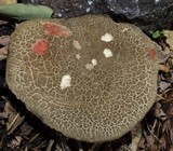 Boletus chrysenteron image