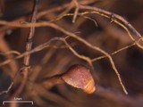 Nodobryoria oregana image