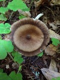 Amanita pachycolea image