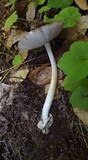 Amanita pachycolea image