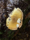 Hygrophoropsis aurantiaca image