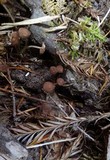 Gymnopus villosipes image
