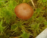 Galerina sphagnorum image