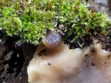 Hohenbuehelia petaloides image