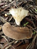 Hohenbuehelia atrocaerulea image