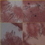 Hohenbuehelia atrocaerulea image