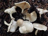 Clitocybe phyllophila image