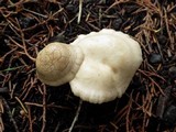 Clitocybe phyllophila image