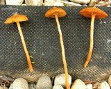 Galerina sphagnorum image