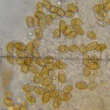 Galerina sphagnorum image