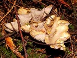 Gomphus clavatus image