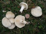 Clitopilus prunulus image