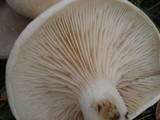 Clitopilus prunulus image