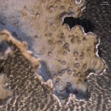 Lobaria hallii image
