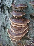 Ganoderma sessile image