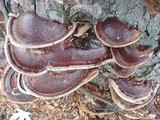 Ganoderma sessile image