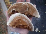 Ganoderma sessile image