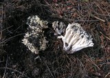 Ramaria rasilispora image