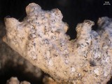 Lobaria hallii image