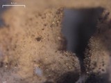 Lobaria hallii image