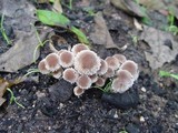 Psathyrella pennata image