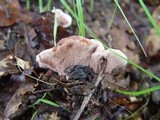 Hydnellum concrescens image