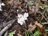 Hydnellum concrescens image