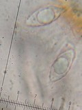 Protopannaria pezizoides image