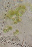 Protopannaria pezizoides image