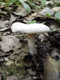 Clitopilus prunulus image