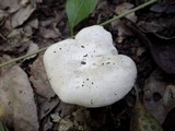 Clitopilus prunulus image