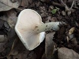 Clitopilus prunulus image