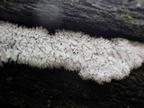 Ceratiomyxa fruticulosa var. fruticulosa image