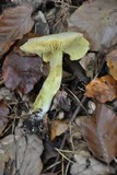 Tricholoma sulphureum image